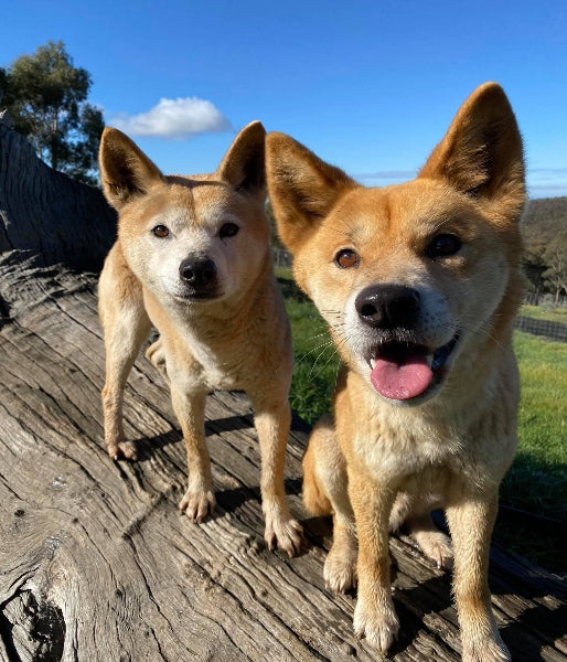 Our Dingoes – Australian Dingo Foundation