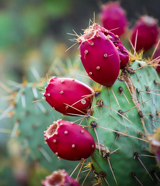 prickly pear skincare